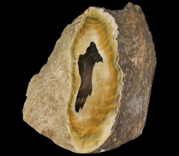 Tall Petrified Wood (Sequoia) With Polished Face - Oregon #93937